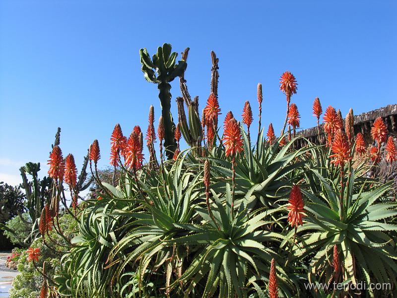 LaPalma (033).JPG